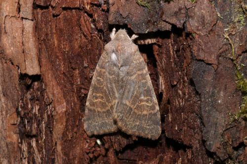 Réf. 193 797 : Xanthia ocellaris